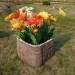 Цветник КАНЬОН купить в Супсехе