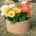 Цветник КАНЬОН купить в Супсехе